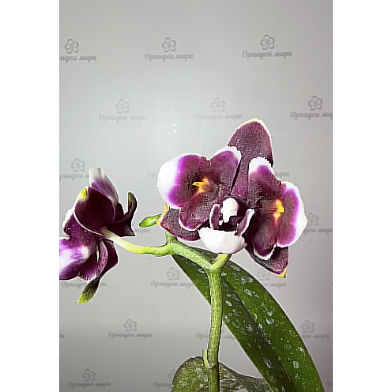 ヤトウモリ C Орхiдея Phal. Yaphon Star Diamond 6601 метелик - купити, доставка